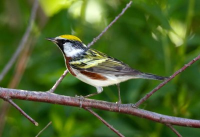 Chestnut Sided Warbler