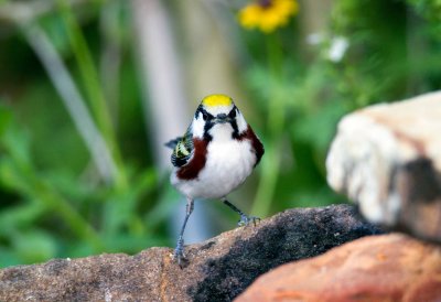Chestnut Sided Warbler