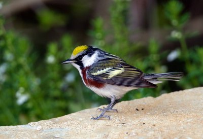 Chestnut Sided Warbler