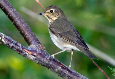 Gray Cheeked Thrush