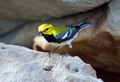 Black Throated Green Warbler