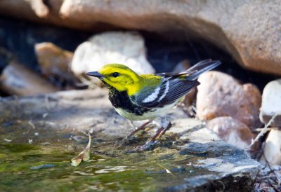 Black Throated Green Warbler