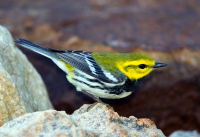 Black Throated Green Warbler