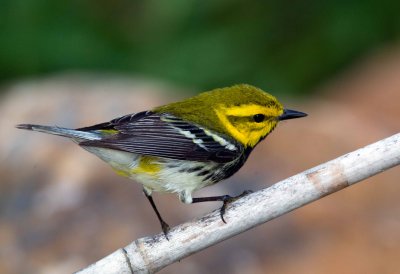 Black Throated Green Warbler