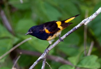 American Redstart