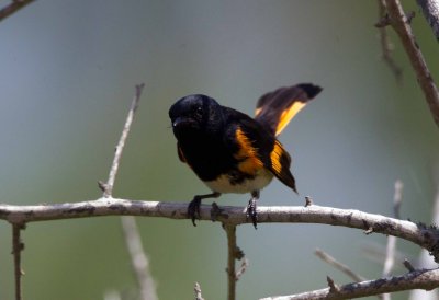 American Redstart