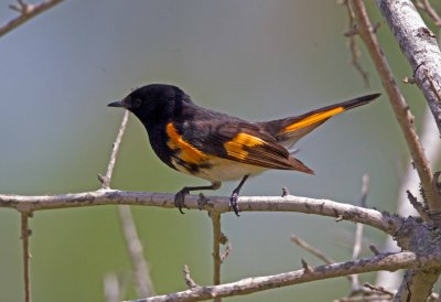 American Redstart
