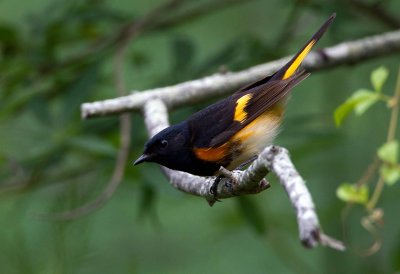 American Redstart