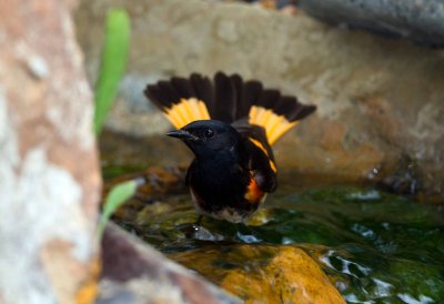 American Redstart