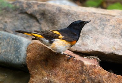 American Redstart