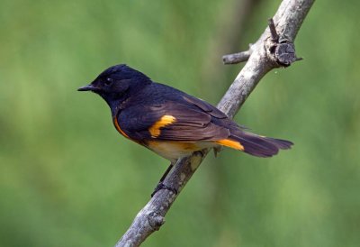 American Redstart