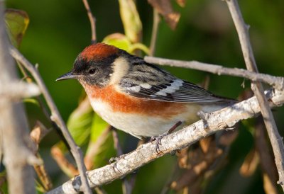 Bay Breasted Warbler