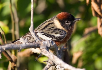 Bay Breasted Warbler