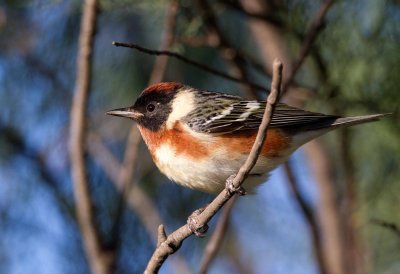 Bay Breasted Warbler