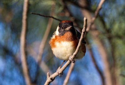 Bay Breasted Warbler