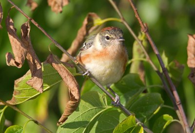 Bay Breasted Warbler