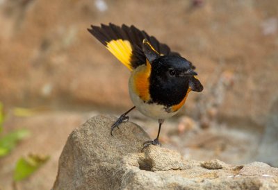 American Redstart