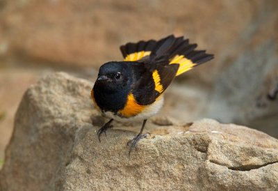American Redstart