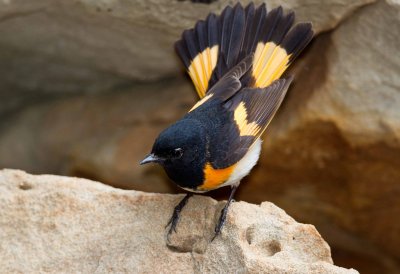 American Redstart