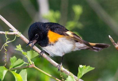 American Redstart