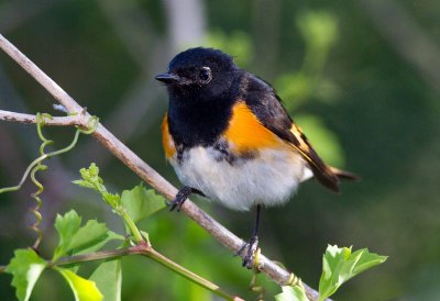 American Redstart