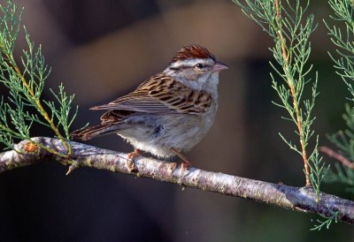 Chipping Sparrow