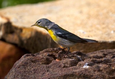 Northern Parula