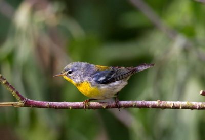 Northern Parula