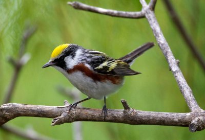Chestnut Sided Warbler