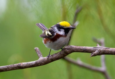 Chestnut Sided Warbler