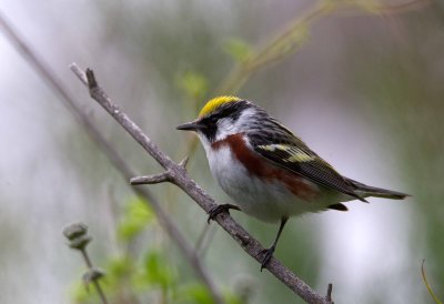 Chestnut Sided Warbler