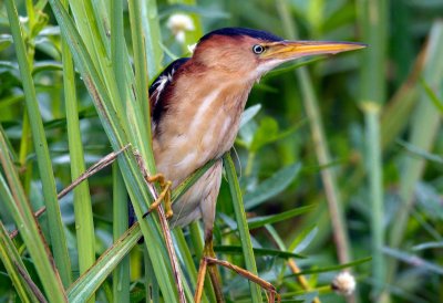 Least Bittern