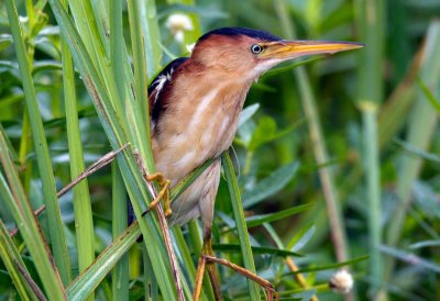 Least Bittern