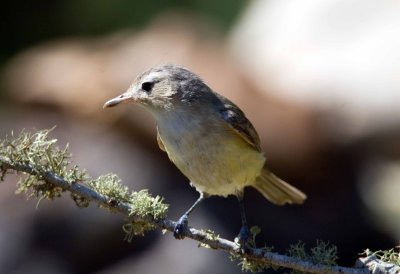 Warbling Vireo