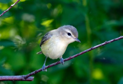Warbling Vireo