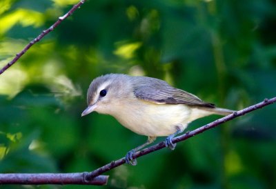 Warbling Vireo