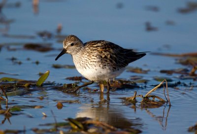 White Rumped Sandpiper