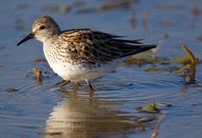 White Rumped Sandpiper