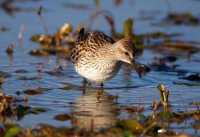 White Rumped Sandpiper