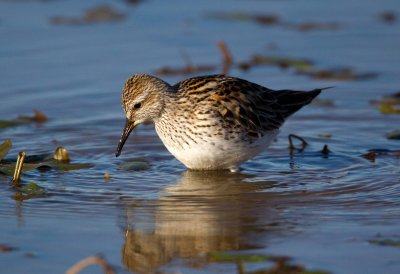 White Rumped Sandpiper