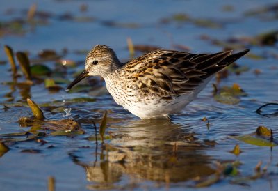 White Rumped Sandpiper