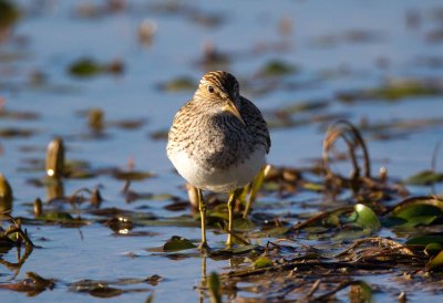 Pectoral Sandpiper