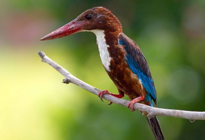 White-throated Kingfisher