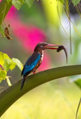 White-throated Kingfisher