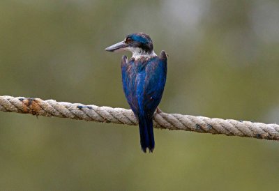 Collared Kingfisher
