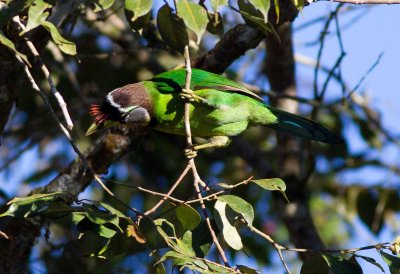 Fire-tufted Barbet