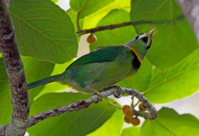 Fire-tufted Barbet