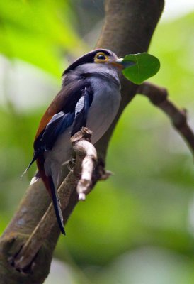 Silver Breasted Broadbill