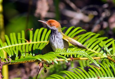 Dark-necked Tailorbird