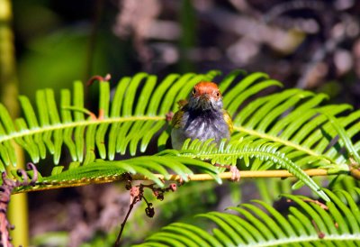 Dark-necked Tailorbird